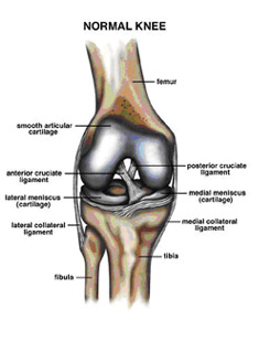 normal knee,acl injury,acl reconstruction india,acl reconstruction best india,acl reconstructionbest doctors in india,acl reconstruction best surgeon in india,acl reconstructionbest surgery in india,acl reconstruction best treatment in  india,acl reconstruction in south  india,acl reconstruction north  india,acl reconstruction  east india,acl reconstruction west india,acl reconstruction best in  india,acl reconstruction best surgery in india,acl reconstruction cost-effective in  india,acl reconstruction best doctors in india,acl reconstruction india,acl reconstruction india,acl reconstruction india,acl reconstruction now in india,acl reconstruction india,acl reconstruction by dr.bajaj,acl reconstruction by p.s.bajaj